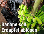 Bananenstaude