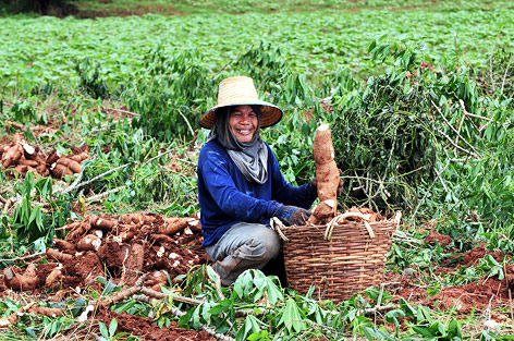 © CIAT International Center for Tropical Agriculture Bauer bei der Ernte von Maniok-Wurzeln