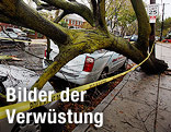 Umgestürzter Baum liegt auf Autos in South Philadelphia