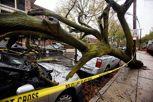 © AP/Jacqueline Larma Umgestürzter Baum liegt auf Autos in South Philadelphia