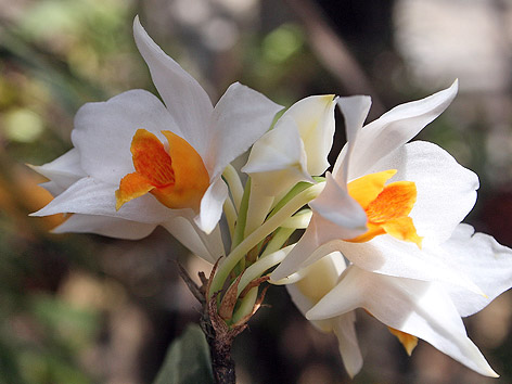Weiße Blume mit oranger Blüte