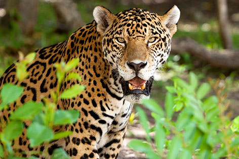 © Fotolia/Patryk Kosmider Jaguar