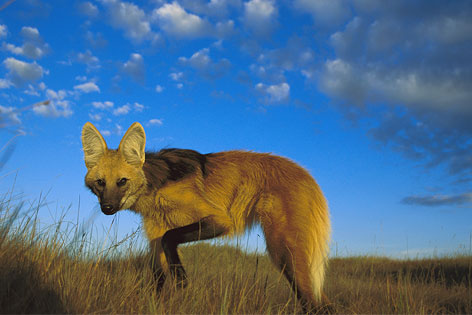 © Corbis/Minden Pictures/Tui De Roy Mähnenwolf