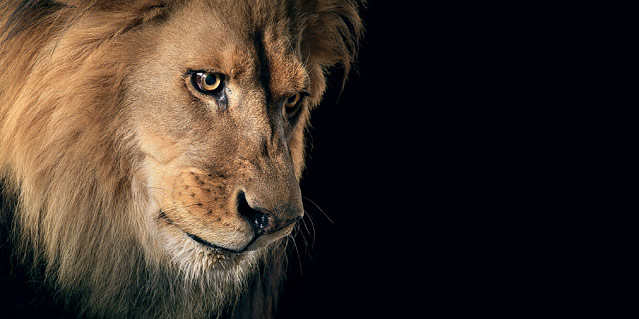 © Tim Flach/Knesebeck Verlag Foto eines Löwen aus dem Buch "Ganz nah" von Tim Flach