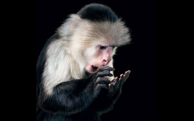 © Tim Flach/Knesebeck Verlag Foto eines Äffchens aus dem Buch "Ganz nah" von Tim Flach