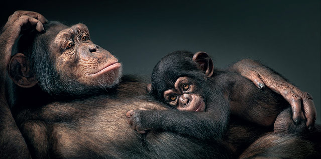 © Tim Flach/Knesebeck Verlag Foto zweier Chimpansen aus dem Buch "Ganz nah" von Tim Flach