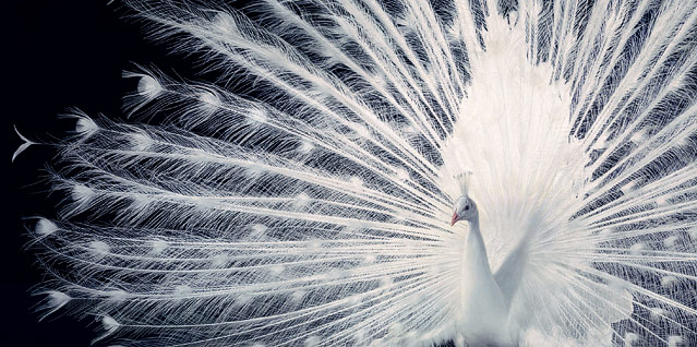 © Tim Flach/Knesebeck Verlag Foto eines Pfaus aus dem Buch "Ganz nah" von Tim Flach