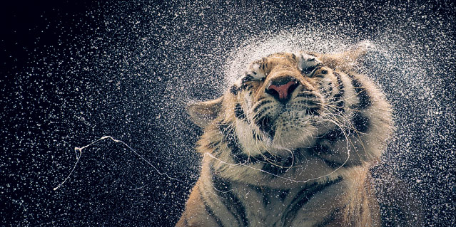 © Tim Flach/Knesebeck Verlag Foto eines Tigers aus dem Buch "Ganz nah" von Tim Flach