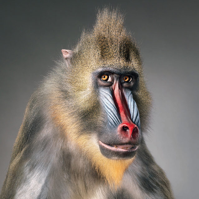 © Tim Flach/Knesebeck Verlag Foto eines Affen aus dem Buch "Ganz nah" von Tim Flach