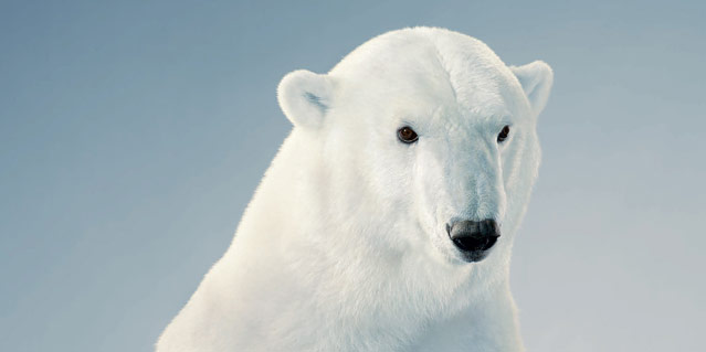 © Tim Flach/Knesebeck Verlag Foto eines Eisbären aus dem Buch "Ganz nah" von Tim Flach