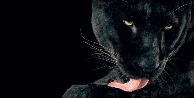 © Tim Flach/Knesebeck Verlag Foto eines Panthers aus dem Buch "Ganz nah" von Tim Flach