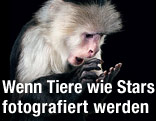 Foto eines Äffchens aus dem Buch "Ganz nah" von Tim Flach