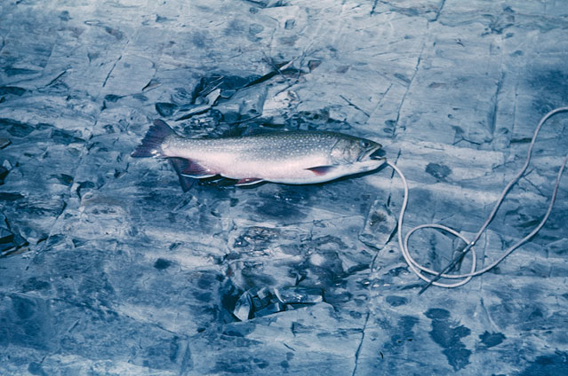 © Michael Huey Fotografie von Michael Huey "On the Ice, 2012"