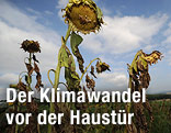 Vertrocknete Sonnenblumen