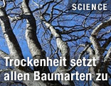 Baum ohne Laub