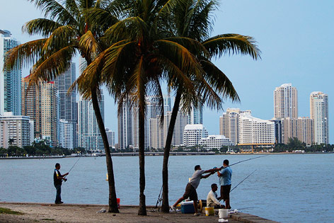 Strand mit Palmen mit der Skyline von Miami im Hintergrund