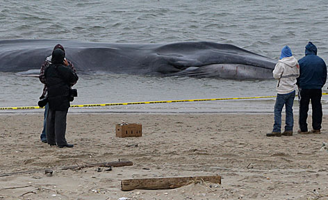 © AP/Kathy Willens Passanten beobachten den gestrandeten Wal an der Küste von New York