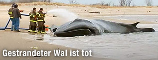 Feuerwehrleute besprühen den gestrandeten Wal mit Wasser