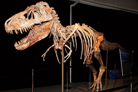 Ein Tyrannosaurus Bataar