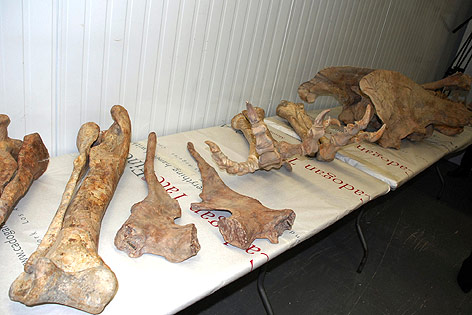 Überreste eines Tyrannosaurus Bataar