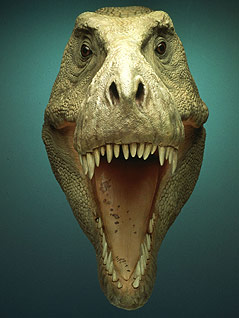 Der Tyrannosaurus Rex "Sue" als Computer-Rekonstruktion