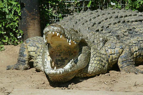 © Reuters/Juda Ngwenya Ein Nilkrokodil öffnet sein Maul