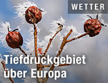 Mit Frost bedeckter Hagebuttenstrauch