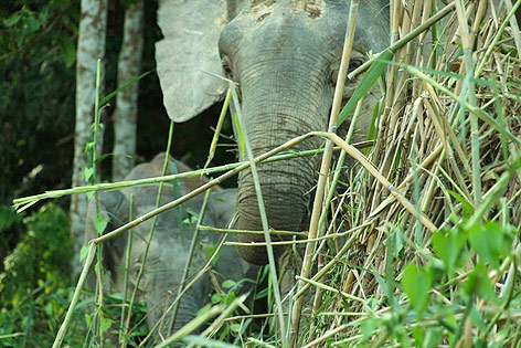 © ORF.at/Sophia Felbermair Elefant im Gunung Rara Forest Reserve in Sabah