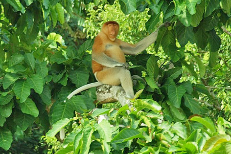 © ORF.at/Sophia Felbermair Nasenaffe in Borneo