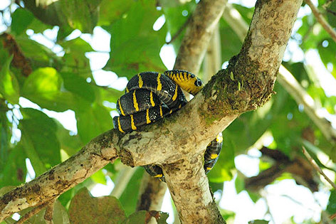 © ORF.at/Sophia Felbermair Schlange in Borneo