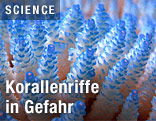 Blaue Korallen