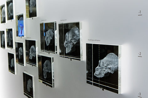 © ORF.at/Peter Pfeiffer Nachbildungen fossiler Überreste hinter Glas