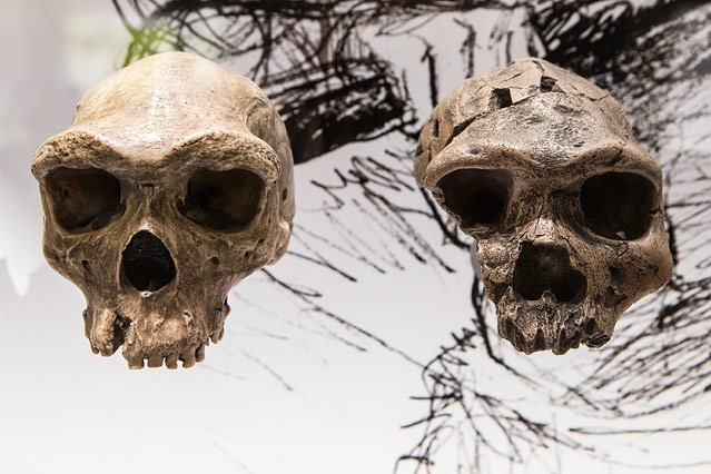 © ORF.at/Peter Pfeiffer Homo heidelbergensis, Schädel ohne Unterkiefer (Abgüsse)