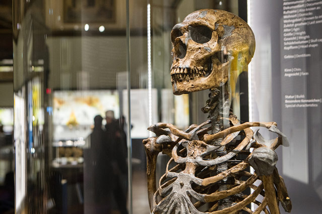 © ORF.at/Peter Pfeiffer Homo neanderthalensis, Skelettrekonstruktion