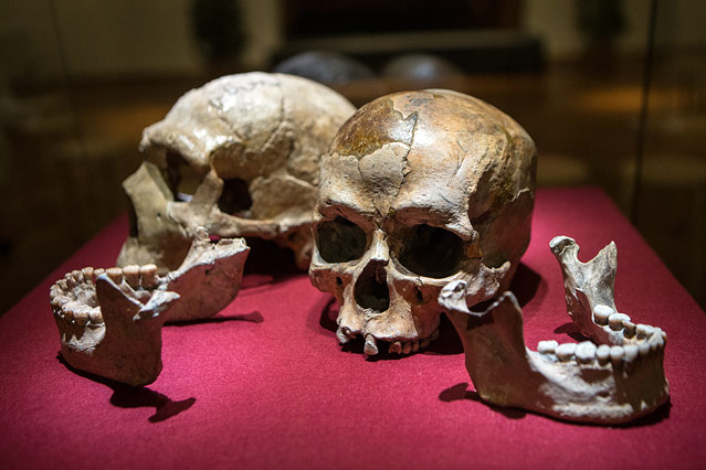 © ORF.at/Peter Pfeiffer Schädel eines Homo neanderthalensis und eines Homo sapiens