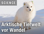 Polarfuchs