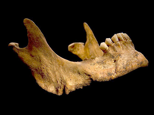 Die Überreste des Königs Richard III.