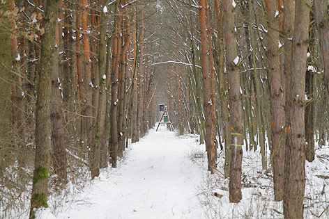 Waldstück