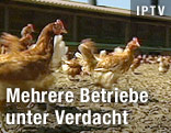 Freilandhühner
