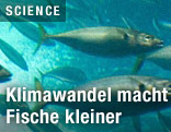 Fische im Wasser