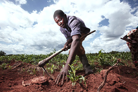 © Sabmiller/One Red Eye/David Parry Sorghum-Anbau in Uganda