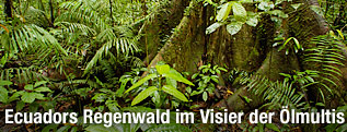 Großer Baumstamm im ecuadoranischen Urwald