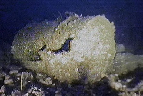 © APA/EPA/Greenpeace Fass mit Atommüll im Hurd Deep Graben (Ärmelkanal)