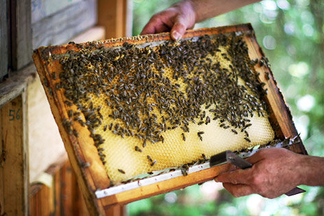 © APA/dpa/Fredrik von Erichsen Imker mit Bienenstock