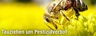 Biene auf einer Rapsblüte