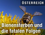 Biene auf einer Blüte