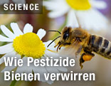 Biene auf einer Kamillenblüte