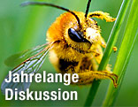 Biene auf Grashalm