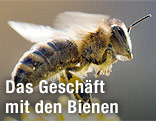 Biene