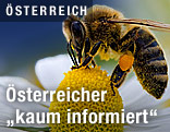 Biene auf Blume